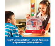Herz Kreislauf Modell 7