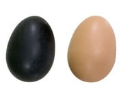 Betzold Schüttel Eier 3