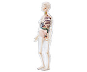 Betzold Schwangere Frau Anatomiemodell 1