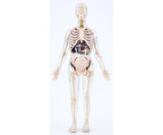 Betzold Schwangere Frau Anatomiemodell 2