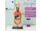 Betzold Torso verkleinert