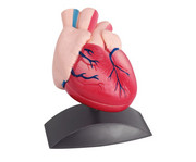Betzold Kleines Herzmodell 3