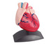 Betzold Kleines Herzmodell-3