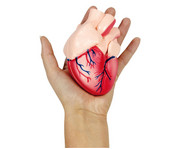 Betzold Kleines Herzmodell 1