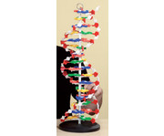 Betzold DNS Modell groß 7