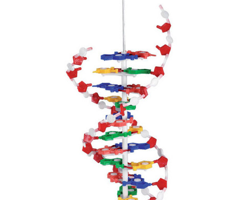 Betzold DNS-Modell gross