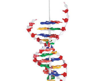 Betzold DNS Modell groß