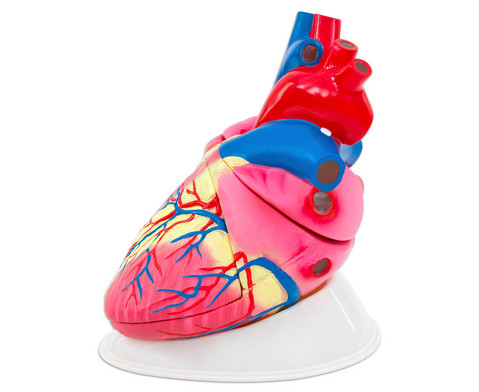 Betzold grosses Modell vom menschlichen Herz