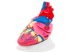 Betzold großes Modell vom menschlichen Herz