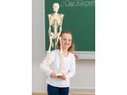 Betzold Kleines Skelett