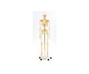 Betzold Menschliches Skelett 2