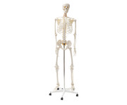 Betzold Menschliches Skelett 1