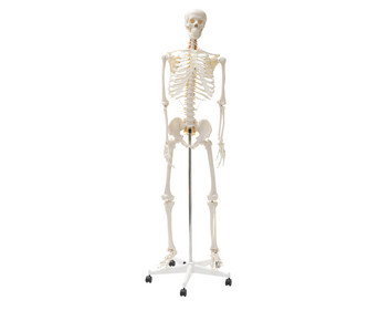 Betzold Menschliches Skelett