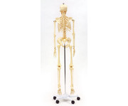 Betzold Menschliches Skelett 4