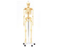 Betzold Menschliches Skelett-1