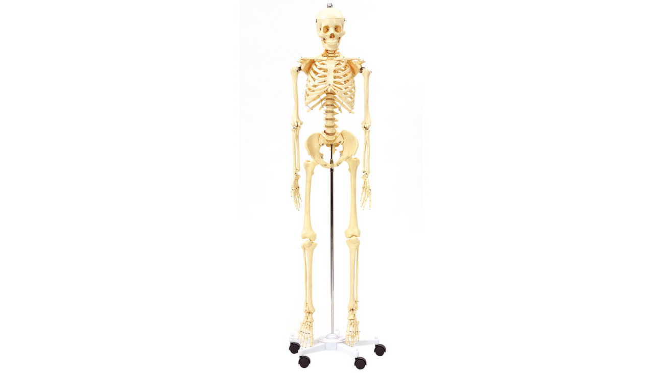 Menschliches Skelettmodell für das Anatomiestudium Schüler im 