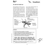 Themenheft: Insekten 3 5 Klasse 3