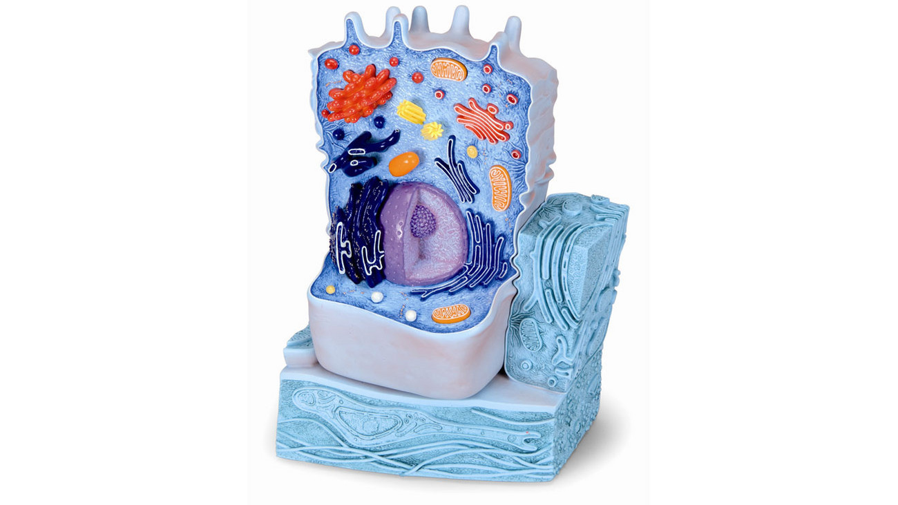 3Bscientific Tierische Zelle