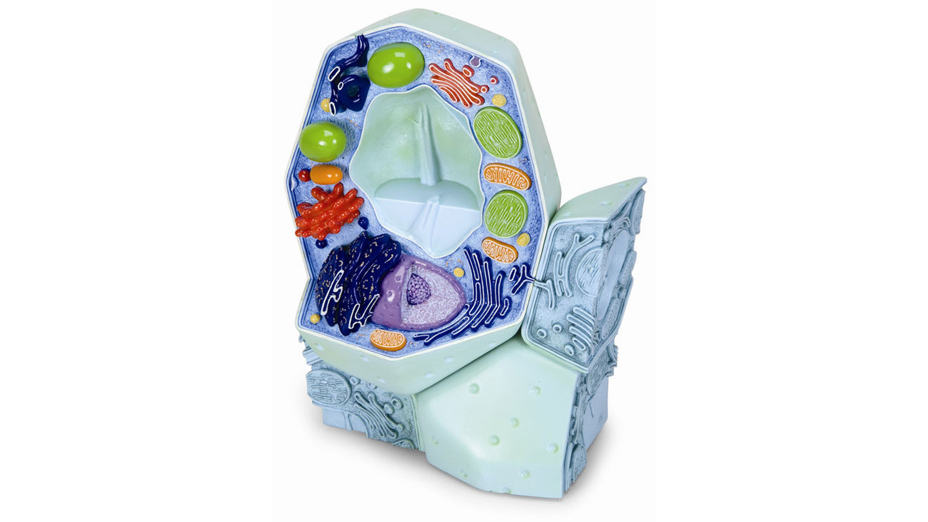 3Bscientific Pflanzliche Zelle