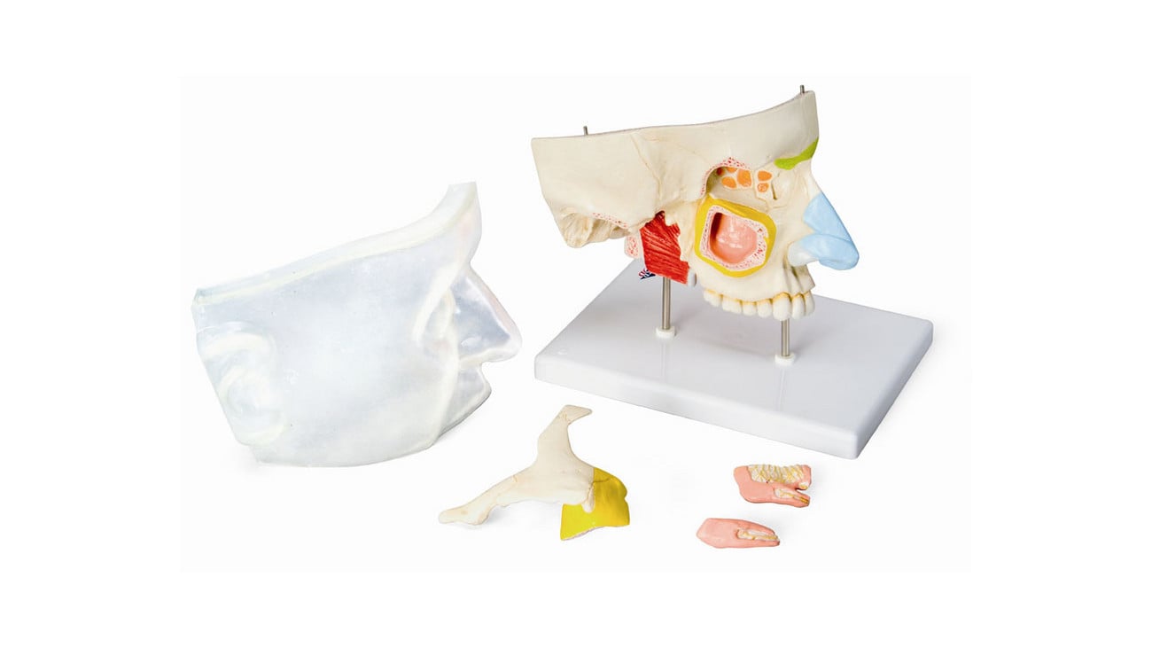 3Bscientific Nasenmodell