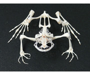 Skelett Frosch mit Glashaube 1