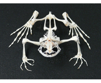 Skelett Frosch mit Glashaube