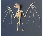 Skelett Fledermaus mit Glashaube 1