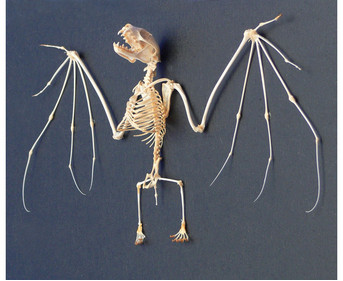 Skelett Fledermaus mit Glashaube