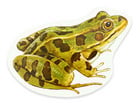 Magnetischer Lebenszyklus: Frosch