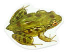 Magnetischer Lebenszyklus: Frosch