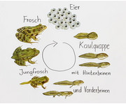 Magnetischer Lebenszyklus Frosch 1
