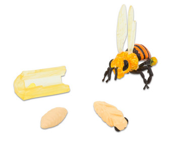 Lebenszyklus Honigbiene 4 Figuren