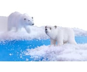Betzold Arktische und antarktische Tiere 6 teilig 4