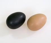 Betzold Schüttel Eier 2
