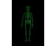 Skelett Glow In The Dark 4