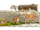 Betzold Tiere Set 26 teilig
