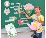 Tafelmaterial Von der Kirschblüte bis zur Frucht 1