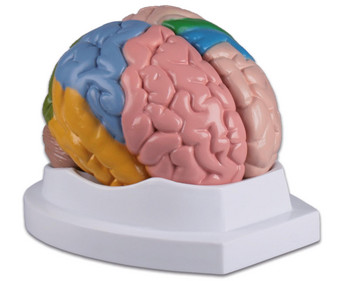 Menschliches Gehirn