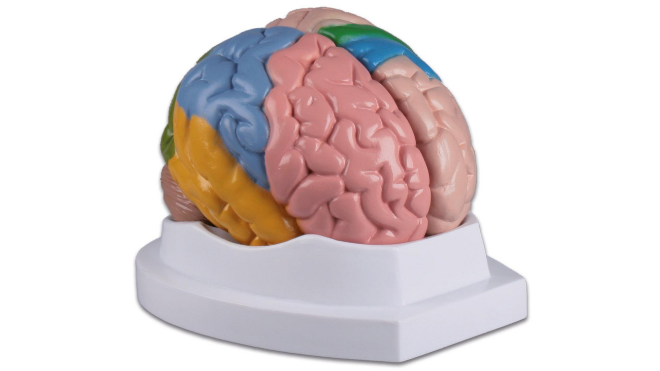 Anatomisches menschliches Gehirn Modell Schule pädagogische Anatomie 