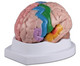 Menschliches Gehirn-2