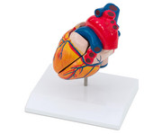 Menschliches Herzmodell 2