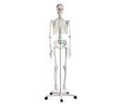 Schulskelett 1