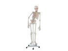 Skelett mit Muskelmarkierungen