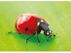 Nathan Fotobox: Tiere