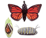 Metamorphose Schmetterling 1