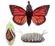 Metamorphose Schmetterling-1