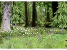 24 Hintergrundbilder für das Kamishibai