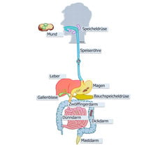 Humanbiologie Unterrichtsmaterial Betzold