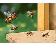 Von fleißigen Bienen und leckerem Honig Kamishibai Bildkartenset 4