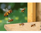 Von fleissigen Bienen und leckerem Honig Kamishibai-Bildkartenset-4